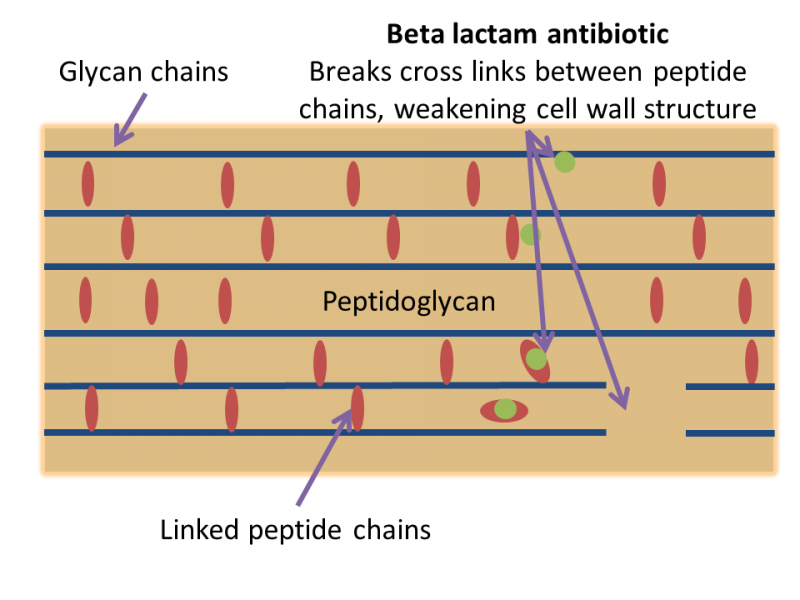 beta lactams
