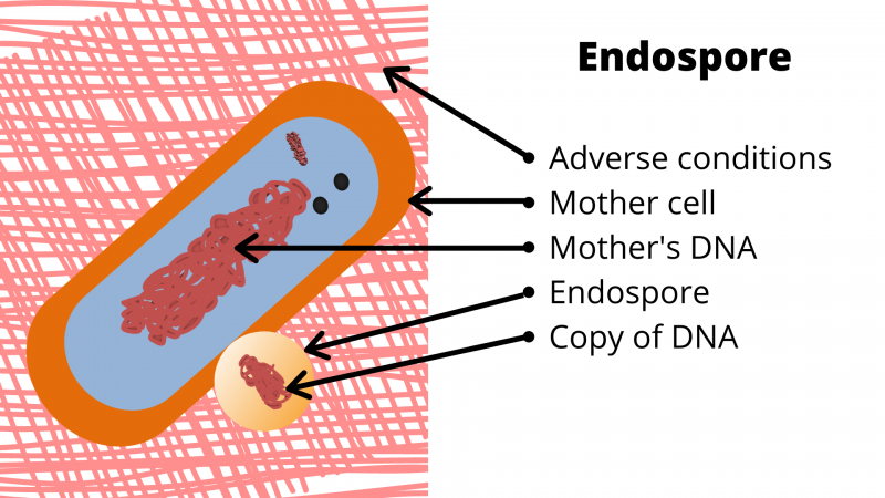 endospore