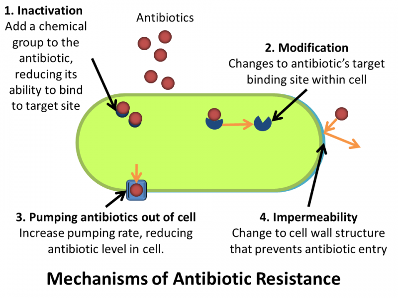 mechanisms of antibiotics